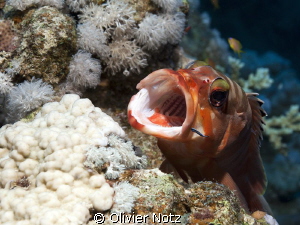 Didn't seam to be disturbed by me and kept being cleaning... by Olivier Notz 